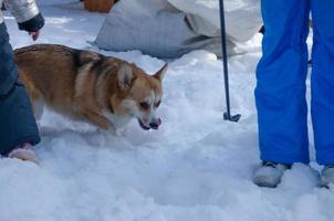 le chien baissa la tête dans la neige. chien gallois corgi cherche dans la neige photo