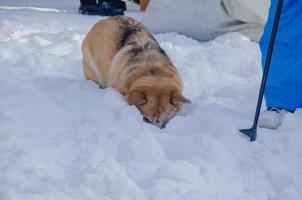 le chien baissa la tête dans la neige. Welsh corgi chien cherche dans la neige photo