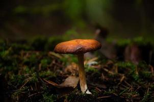 champignon dans la forêt seule, le printemps. photo