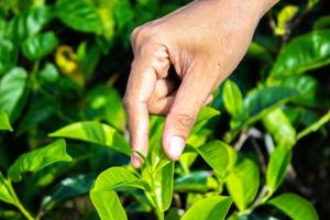 gros plan sur le doigt de la main des femmes ramassant des feuilles de thé dans une plantation de thé pour le produit , naturel sélectionné , feuilles de thé fraîches dans une ferme de thé en indonésie photo