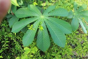 Feuilles vertes de manioc dans le jardin photo