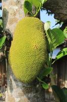 Jack fruits ou nangka ou cempedak artocarpus heterophyllus accroché dans les arbres dans un jardin de fruits tropicaux en Indonésie photo