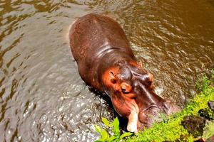 hippopotame dans l'eau. hippopotame africain, hippopotame amphibius capensis, animal dans l'eau. photo