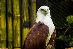 gros plan eagel, faucon ou elang bondol , haliastur indus est une espèce prédatrice de la famille des accipitridae. au zoo photo