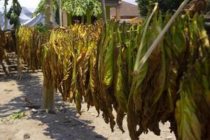 séchage des feuilles de tabac traditionnelles avec pendaison dans un champ, indonésie. grande feuille de tabac coupé à sec de haute qualité. photo