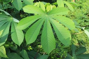 Feuilles vertes de manioc dans le jardin photo