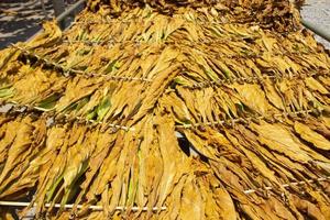 séchage des feuilles de tabac traditionnelles avec pendaison dans un champ, indonésie. grande feuille de tabac coupé à sec de haute qualité. photo