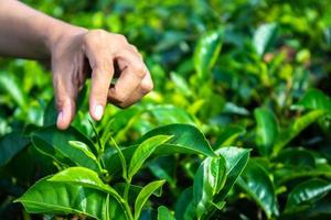 gros plan sur le doigt de la main des femmes ramassant des feuilles de thé dans une plantation de thé pour le produit , naturel sélectionné , feuilles de thé fraîches dans une ferme de thé en indonésie photo
