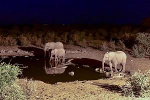 point d'eau - etosha, namibie photo