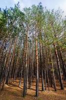 forêt de pins sibériens photo