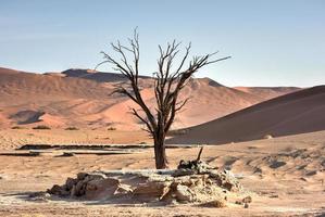 vlei caché, namibie photo