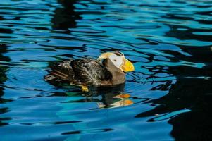 macareux sauvage en alaska. Les macareux sont l'un des oiseaux de mer les plus distinctifs de la côte de l'Alaska. photo