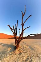 dead vlei, namibie photo