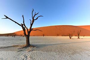 dead vlei, namibie photo