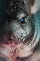 gros plan photo de chinchilla