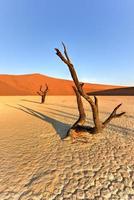 dead vlei, namibie photo