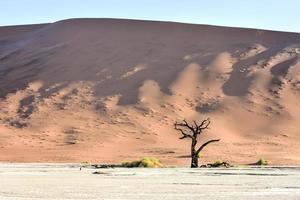 dead vlei, namibie photo