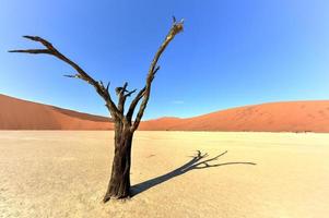 dead vlei, namibie photo