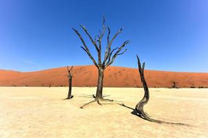 dead vlei, namibie photo