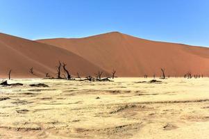 dead vlei, namibie photo