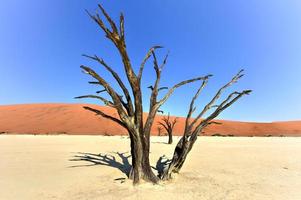 dead vlei, namibie photo