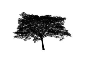 silhouette d'arbre pour pinceau sur fond blanc photo