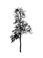 silhouette d'arbre pour pinceau sur fond blanc photo