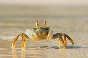 crabe fantôme sur la plage photo