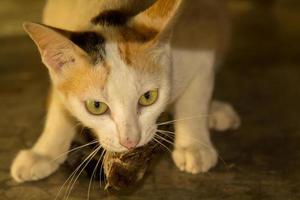 un chat sauvage mange des moineaux comme un prédateur aux yeux pétillants et prêt à attraper une proie chaque fois qu'il a faim, étant une nature de prédateur cruelle pour lui-même. photo