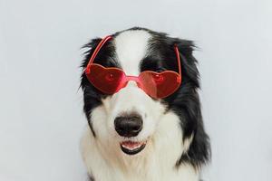 St. notion de saint valentin. drôle de chien chiot border collie dans des verres en forme de coeur rouge isolés sur fond blanc. adorable chien amoureux célébrant la saint valentin. amour lovesick romance carte postale photo