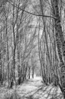 forêt de bouleaux enneigée à la périphérie de berlin. le givre forme des cristaux de glace sur les branches photo