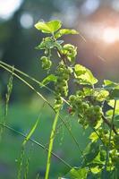 groseilles rouges sur bush dans le jardin avec la lumière du soleil en arrière-plan. fruit riche en vitamine c photo