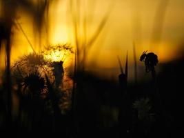 pissenlit au coucher du soleil avec un beau bokeh. la lumière traverse la fleur photo