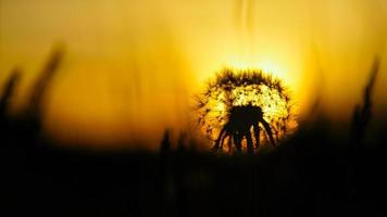 pissenlit au coucher du soleil avec un beau bokeh. la lumière traverse la fleur photo