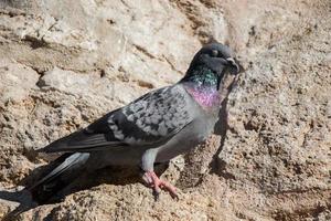 seul pigeon assis sur le rocher photo