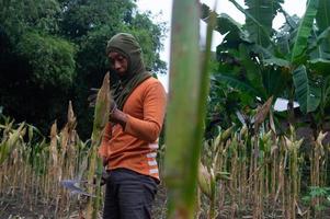 un agriculteur qui récolte du maïs dans le jardin photo