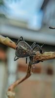 animal insecte tache jaune punaise tache jaune punaise de lit sur l'arbre photo