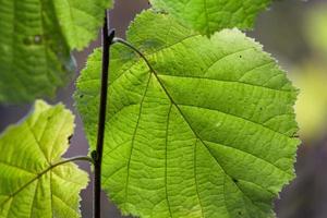 feuilles des plantes en automne photo