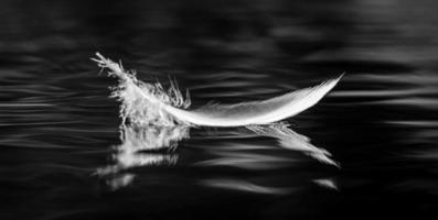 plume d'oiseau en noir et blanc photo