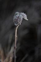 feuilles des plantes en automne photo