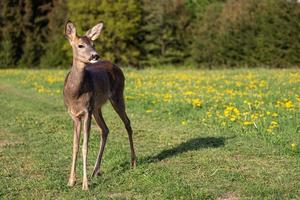 chevreuil dans l'herbe, capreolus capreolus. chevreuil sauvage dans la nature printanière. photo