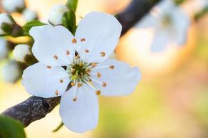 gros plan, de, blanc, fleurs cerisier photo