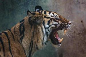 vue de face du tigre de sumatra. portrait de tigre de sumatra panthera tigris sumatrae photo