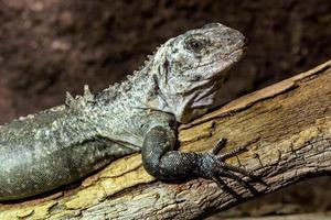 l'iguane utila sur une branche - ctenosaura bakeri est une espèce de lézard en danger critique d'extinction. photo