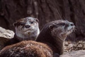 deux loutres orientales à petites pinces sur pierre, aonyx cinereus photo