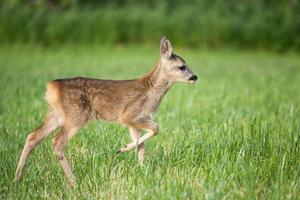 jeune chevreuil sauvage dans l'herbe, capreolus capreolus. chevreuil nouveau-né, nature printanière sauvage. photo