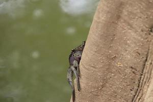 crabe des marais sésarmidé sur un tronc d'arbre photo