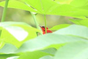 sunbird cramoisi derrière les feuilles sous la lumière du soleil photo