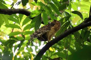 buffy fish owl dormant sur un arbre photo