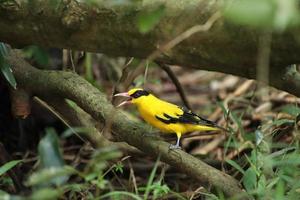 Oriole à nuque noire dans une réserve naturelle des marais de mangrove photo